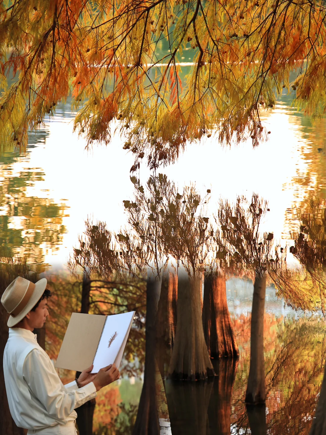 📸🌲🍂✨ 【 明孝陵燕雀湖·落羽杉 】