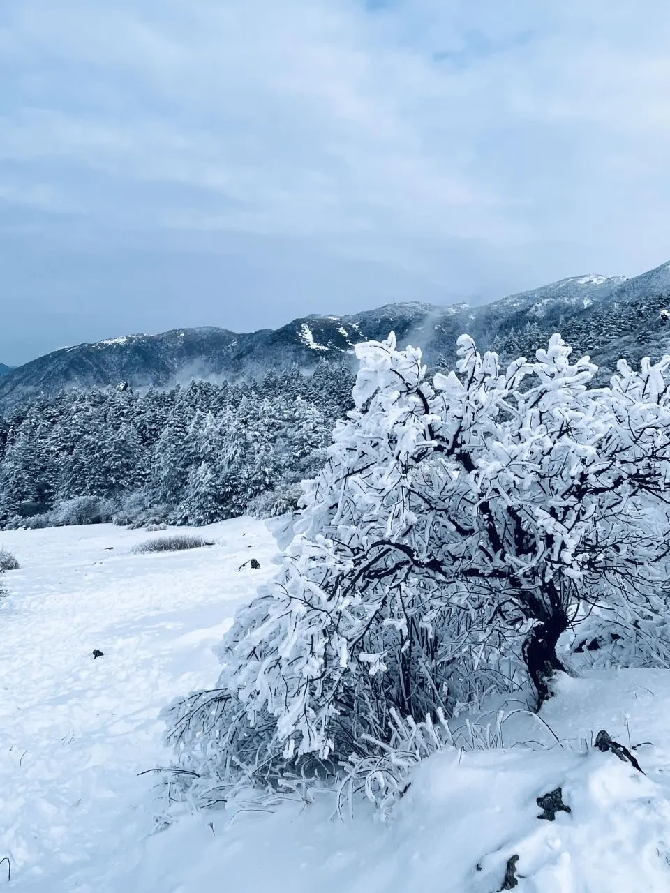 去过神农架8次，掏心窝子说点大实话