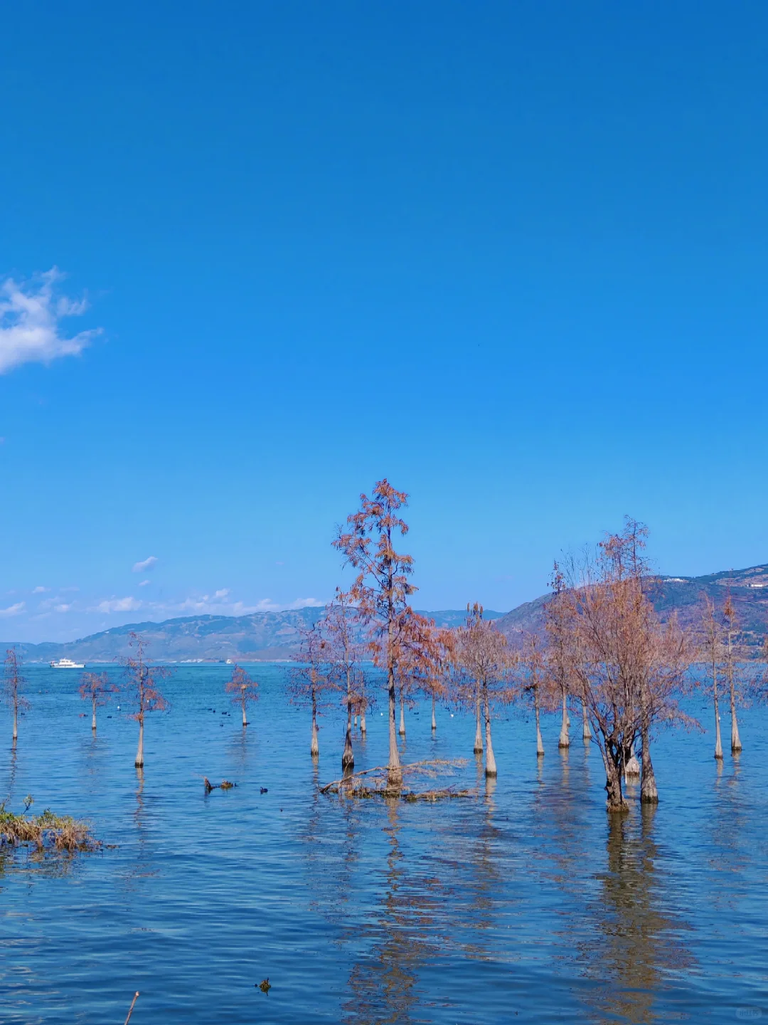 大理｜洱海生态廊道观光车值得坐吗