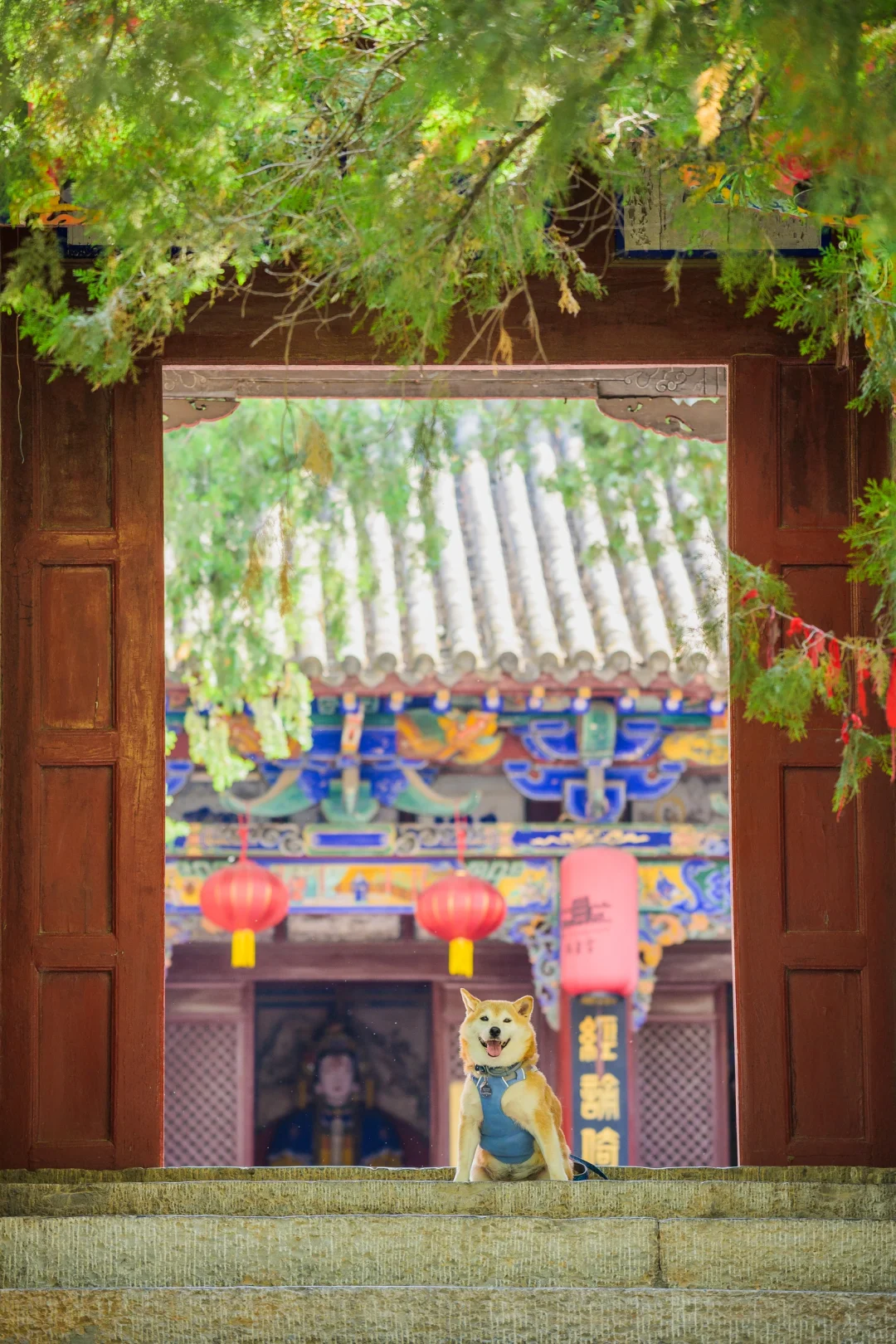 小狗们的仙剑奇侠传|宠物友好5A景区|邯郸