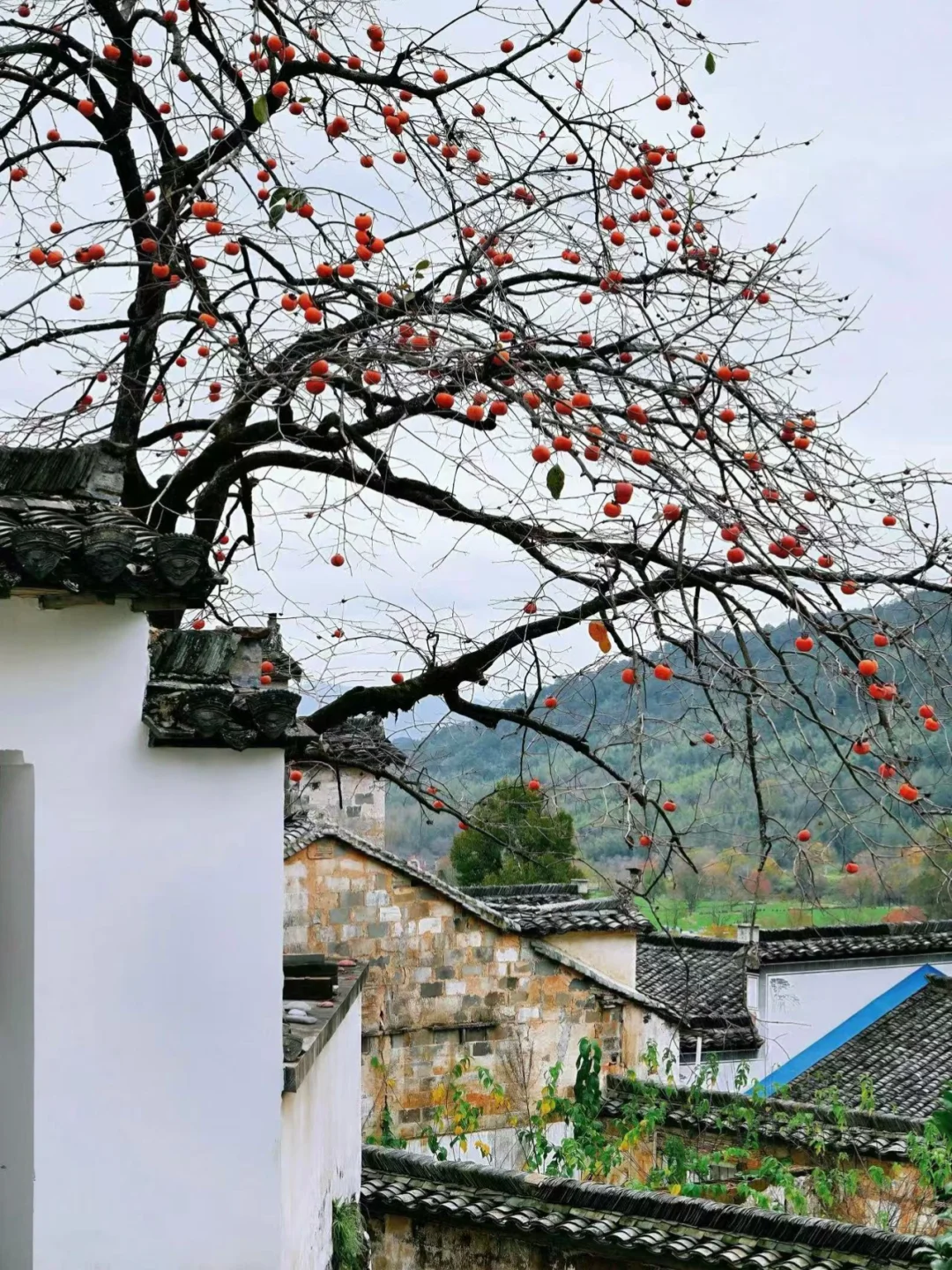 后悔没早点来徽州,小红书跟风最成功的一次