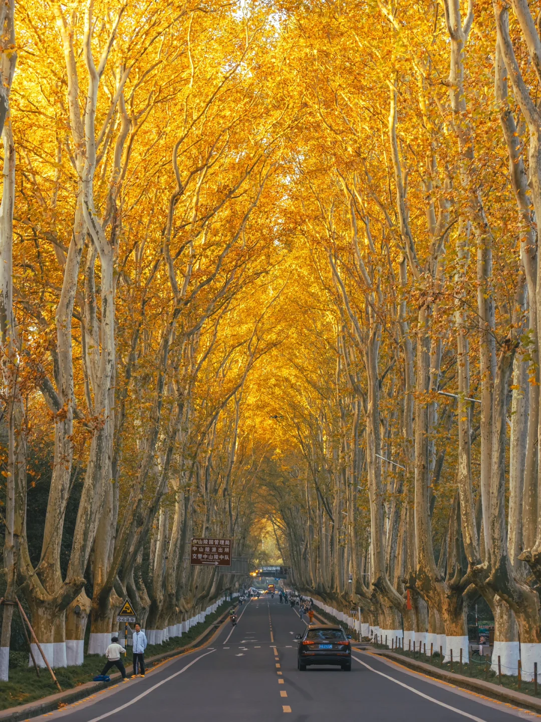 我宣布！没有一个城市比南京更懂得秋天‼️