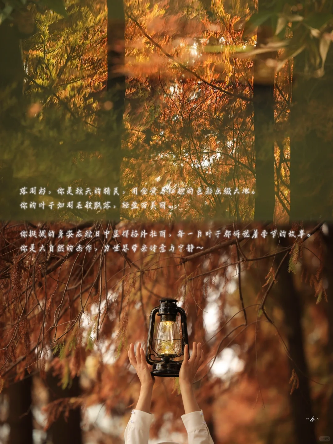 📸🌲🍂✨ 【 明孝陵燕雀湖·落羽杉 】