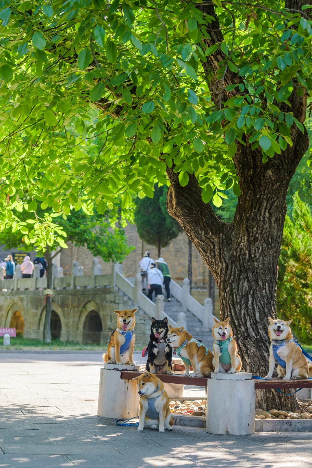 小狗们的仙剑奇侠传|宠物友好5A景区|邯郸