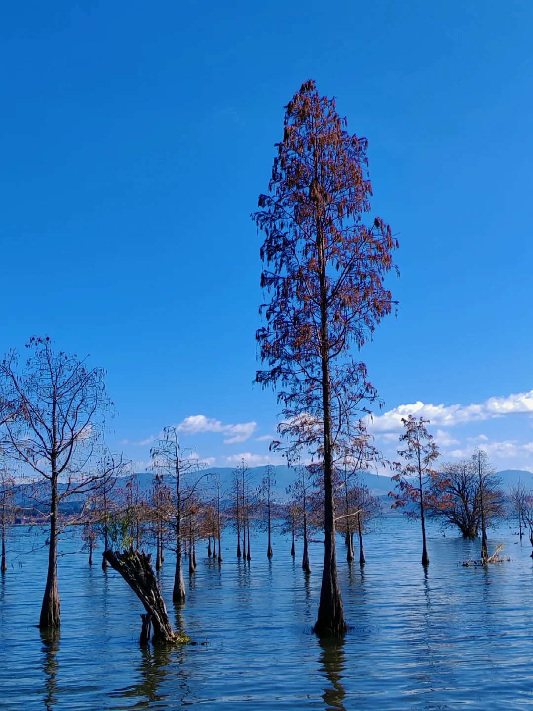 大理｜洱海生态廊道观光车值得坐吗