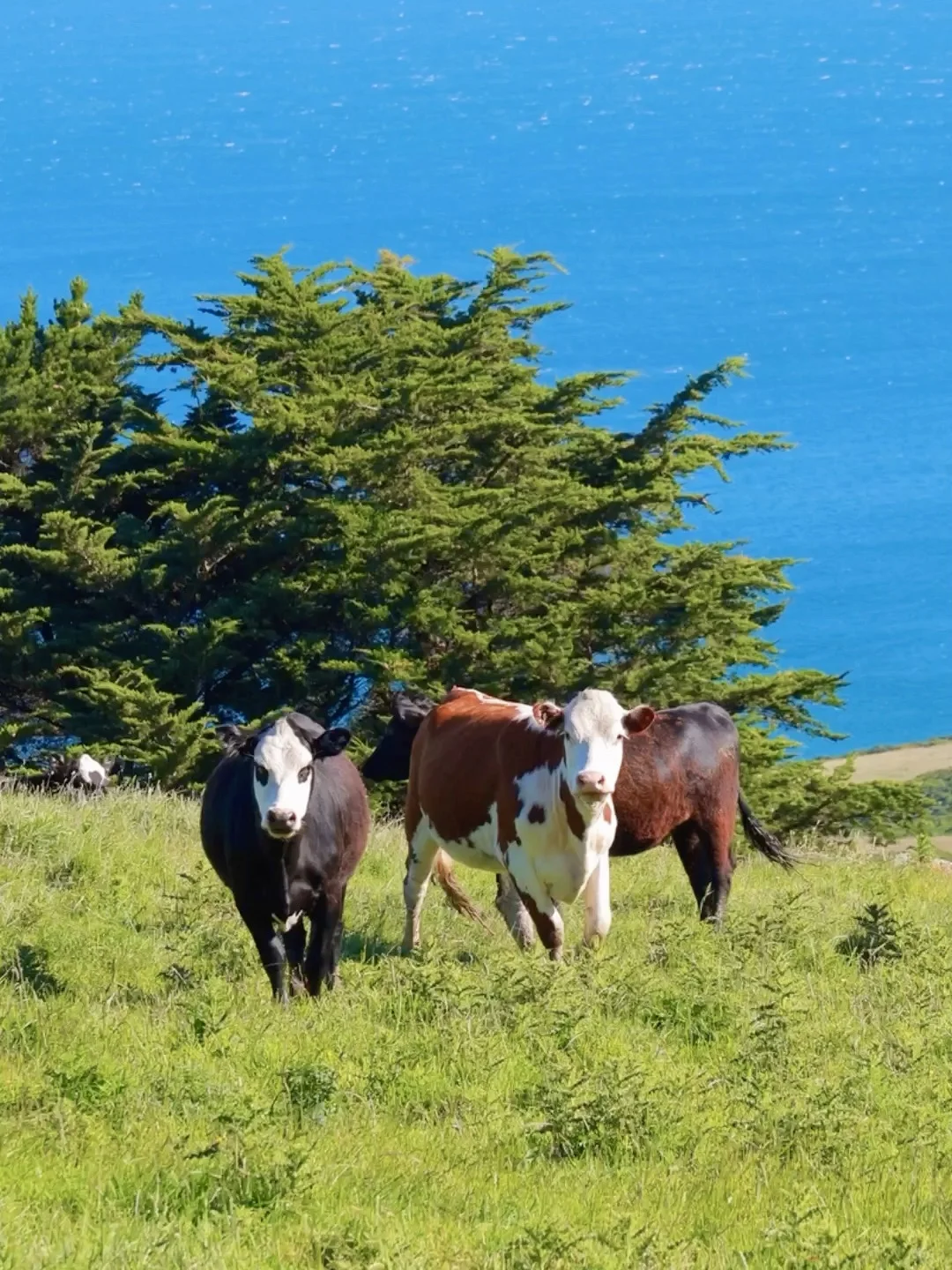 新西兰🌳🌈🦌去没有天花板的地方尽情吸氧🫠