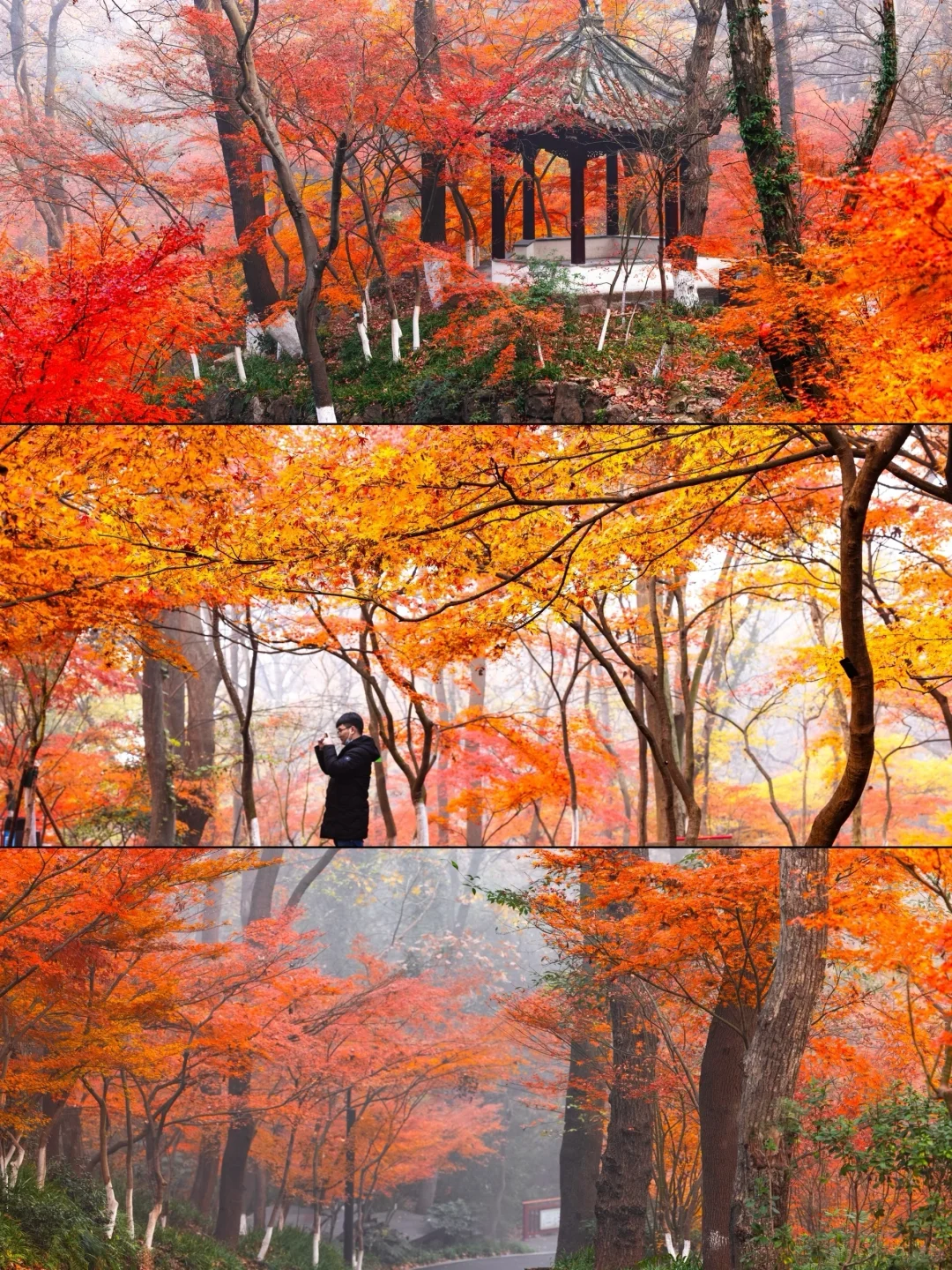 我夸南京一万遍，不及你来看一眼｜附攻略