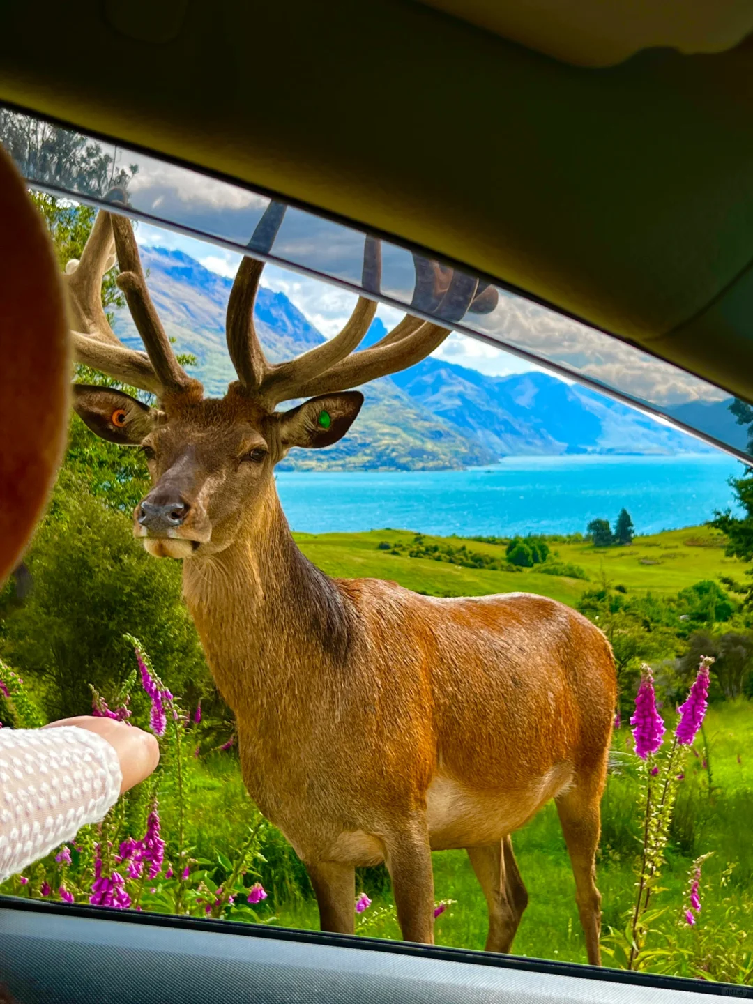 新西兰🌳🌈🦌去没有天花板的地方尽情吸氧🫠