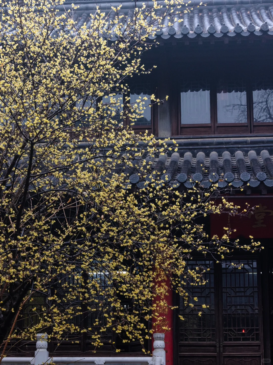 我夸南京一万遍，不及你来看一眼｜附攻略