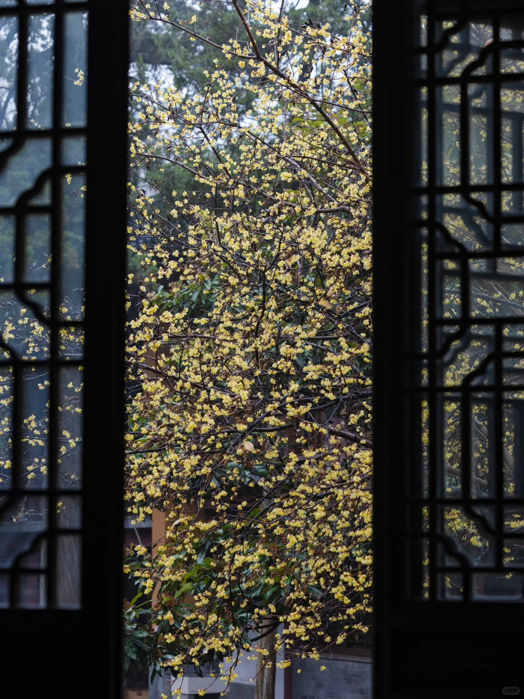 我夸南京一万遍，不及你来看一眼｜附攻略