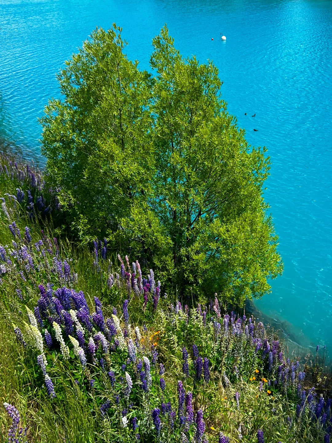 新西兰🌳🌈🦌去没有天花板的地方尽情吸氧🫠