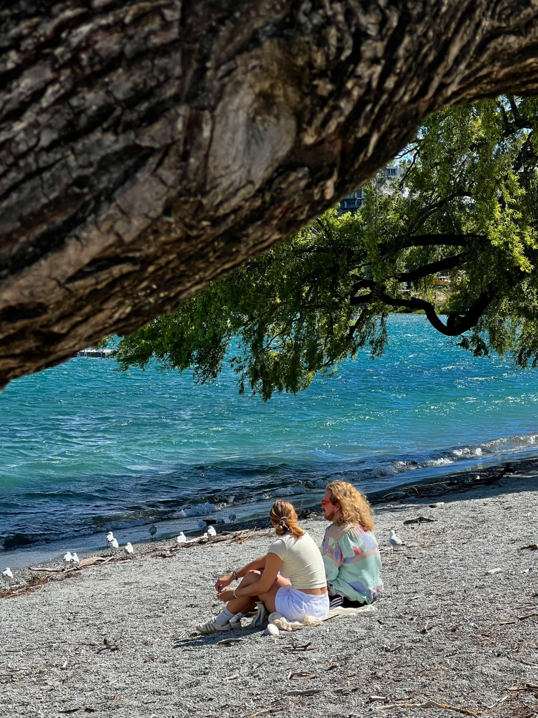 新西兰🌳🌈🦌去没有天花板的地方尽情吸氧🫠