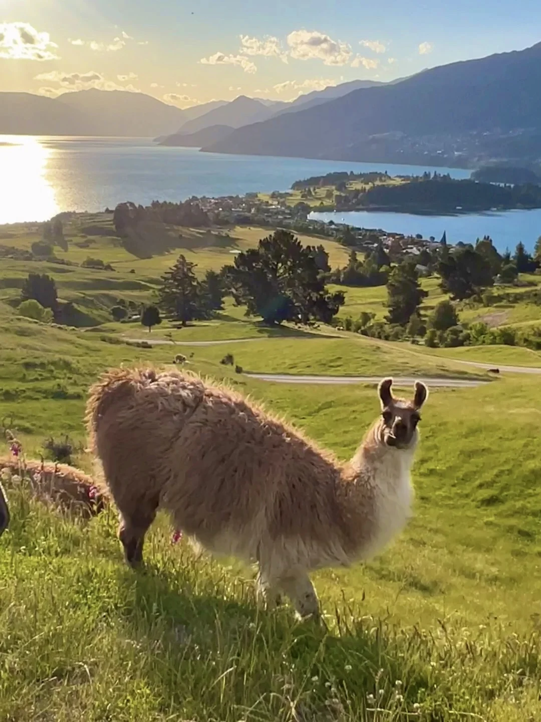 新西兰🌳🌈🦌去没有天花板的地方尽情吸氧🫠