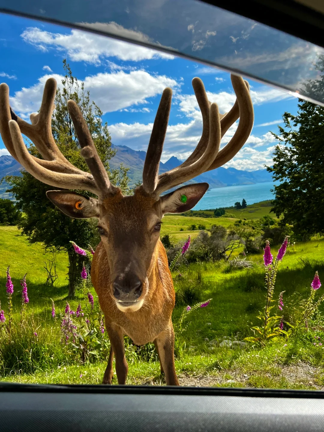 新西兰🌳🌈🦌去没有天花板的地方尽情吸氧🫠