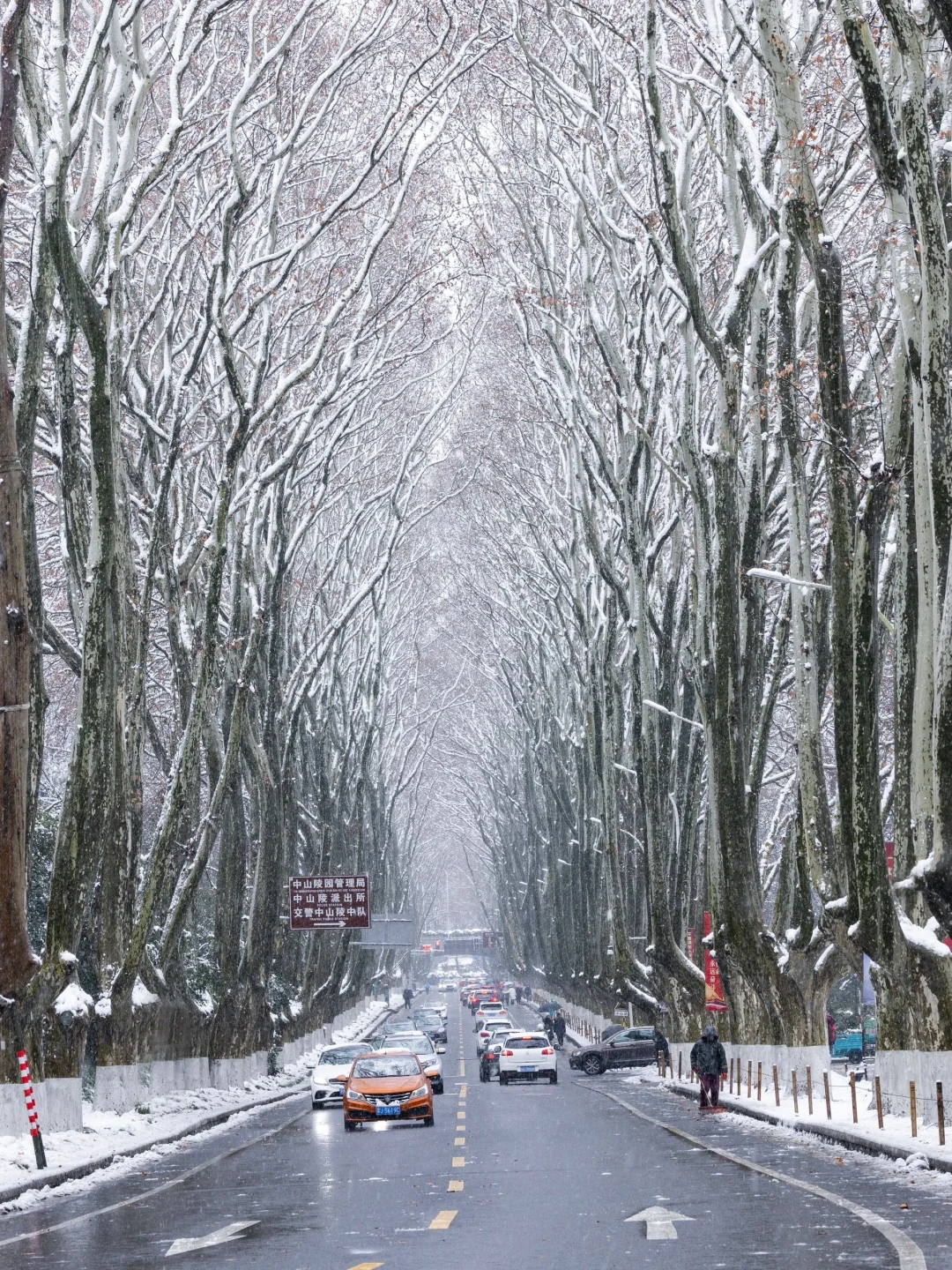 我夸南京一万遍，不及你来看一眼｜附攻略
