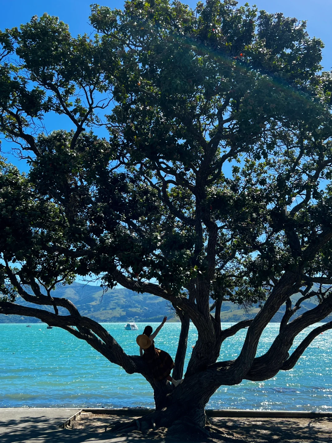 新西兰🌳🌈🦌去没有天花板的地方尽情吸氧🫠