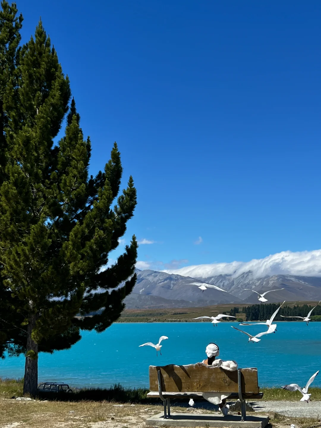 新西兰🌳🌈🦌去没有天花板的地方尽情吸氧🫠