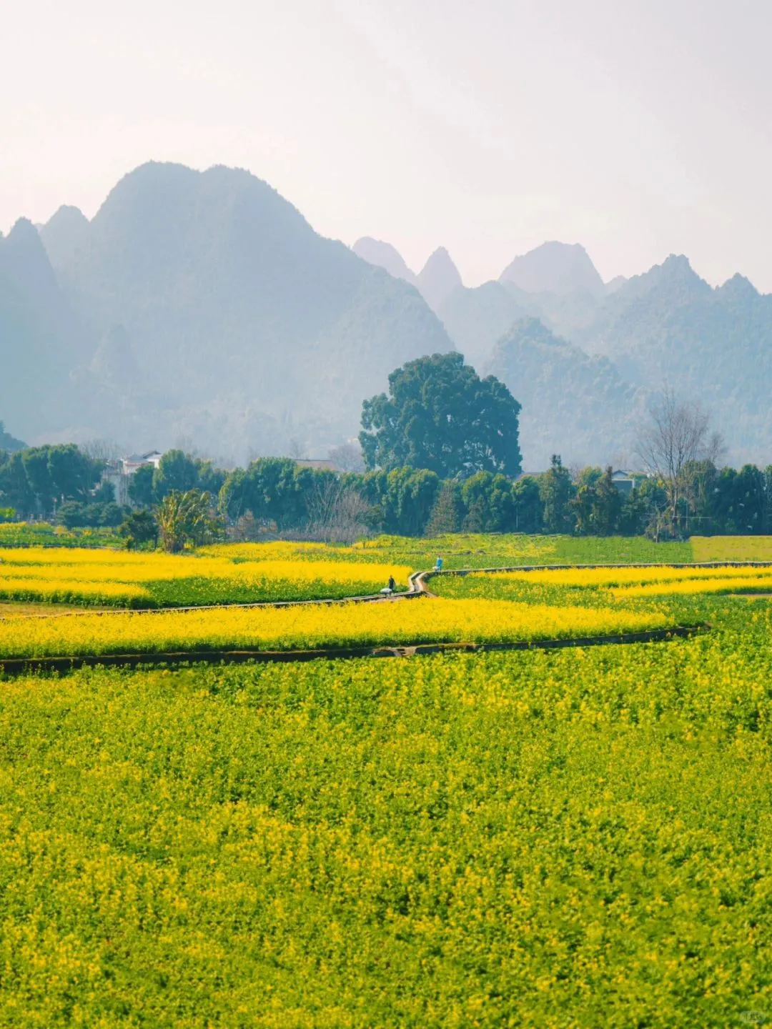 1月春节和家人,去贵州万峰林看油菜花🌼