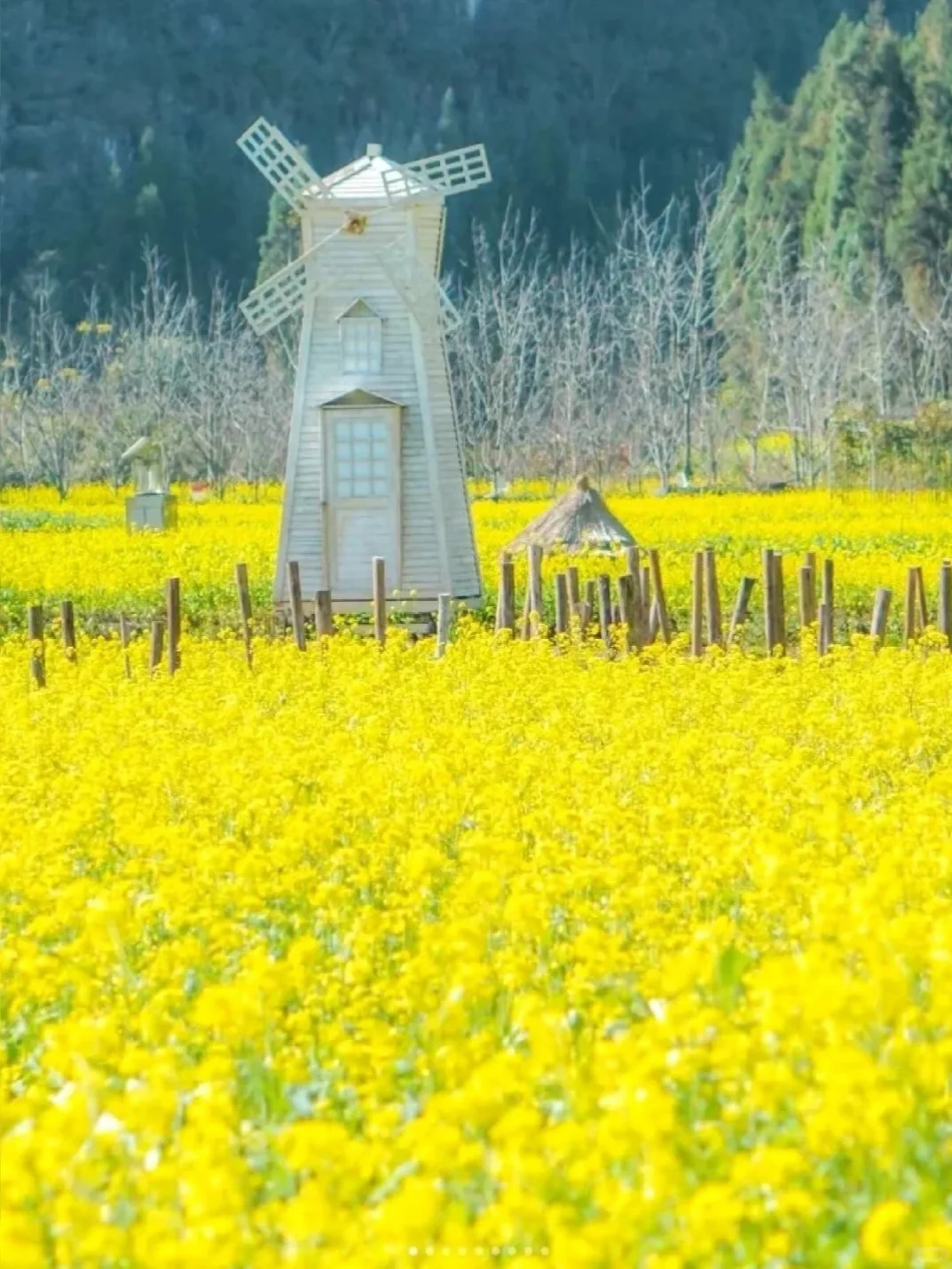 1月春节和家人,去贵州万峰林看油菜花🌼