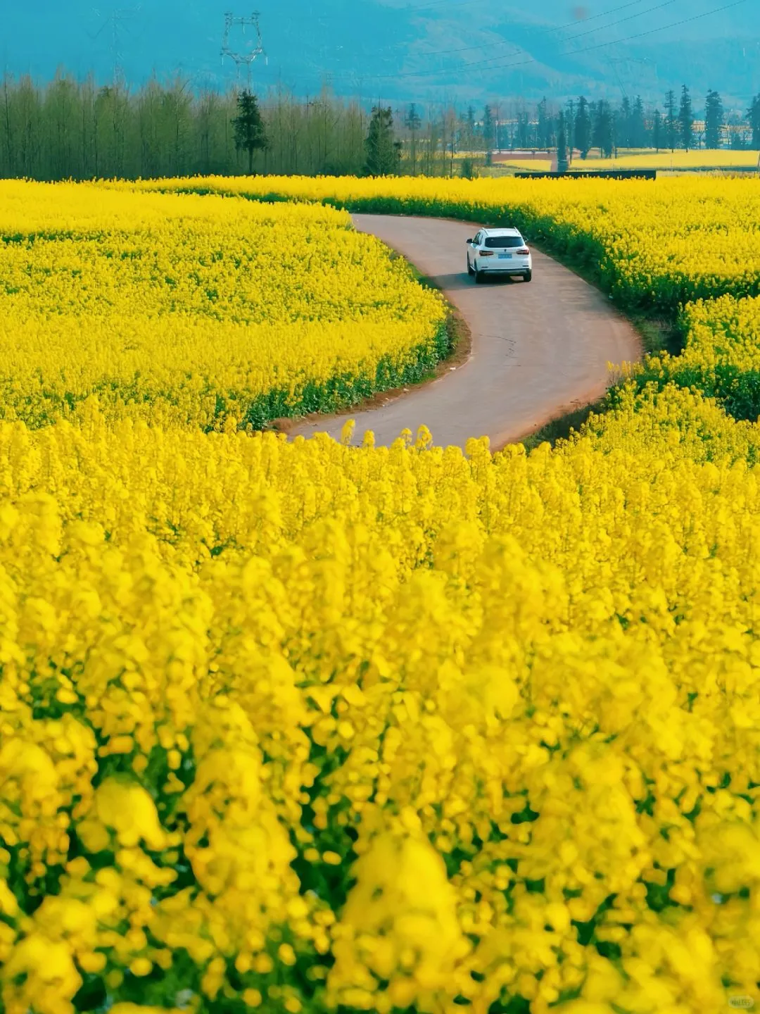 1月春节和家人,去贵州万峰林看油菜花🌼