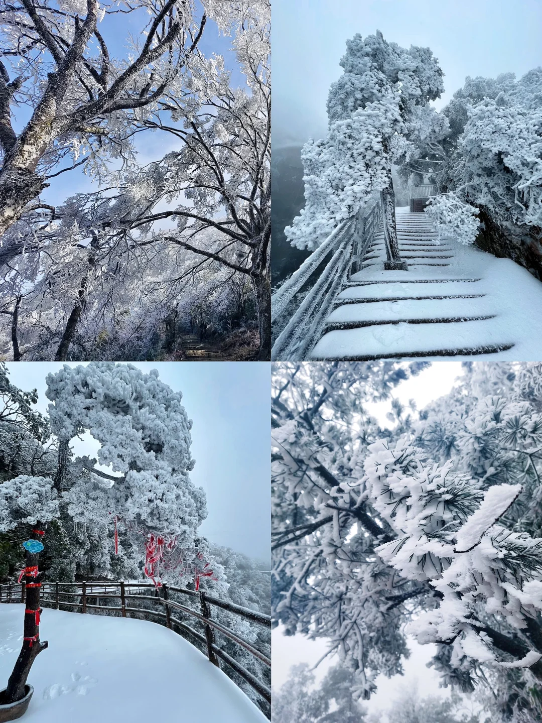 广东人狂喜🥹出发3h到达🚄看雾凇云海美哭…