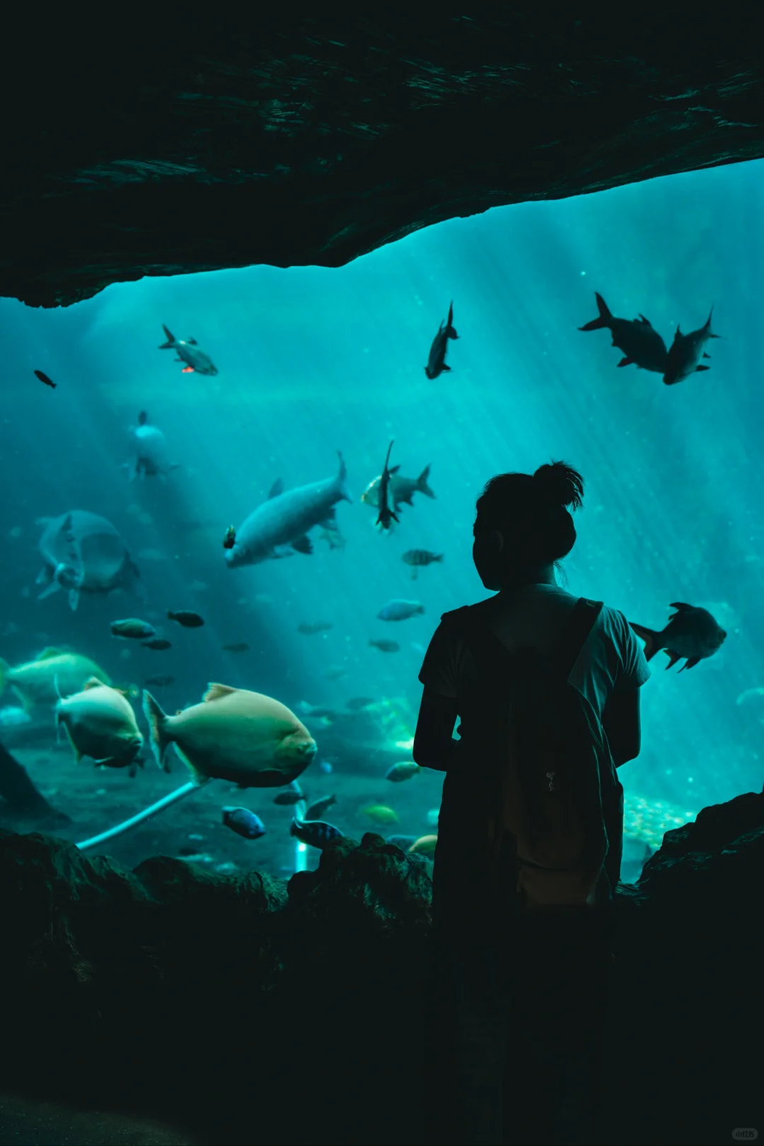 珠海长隆海洋王国懒人攻略📝快记下～