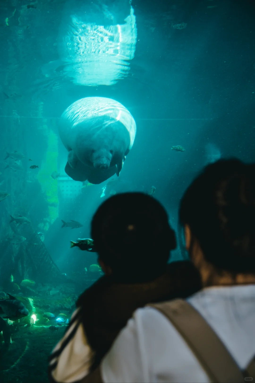 珠海长隆海洋王国懒人攻略📝快记下～