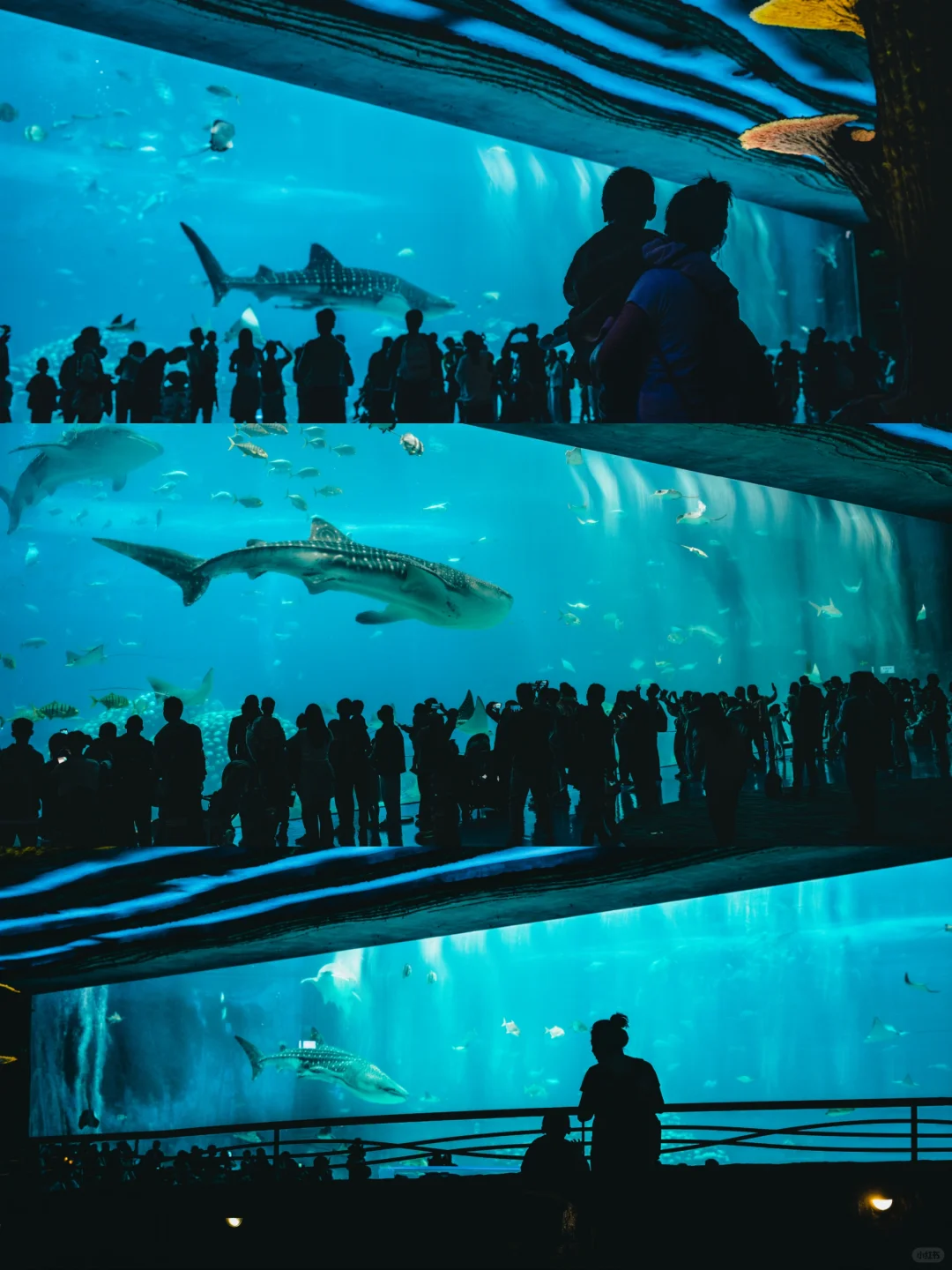 珠海长隆海洋王国懒人攻略📝快记下～