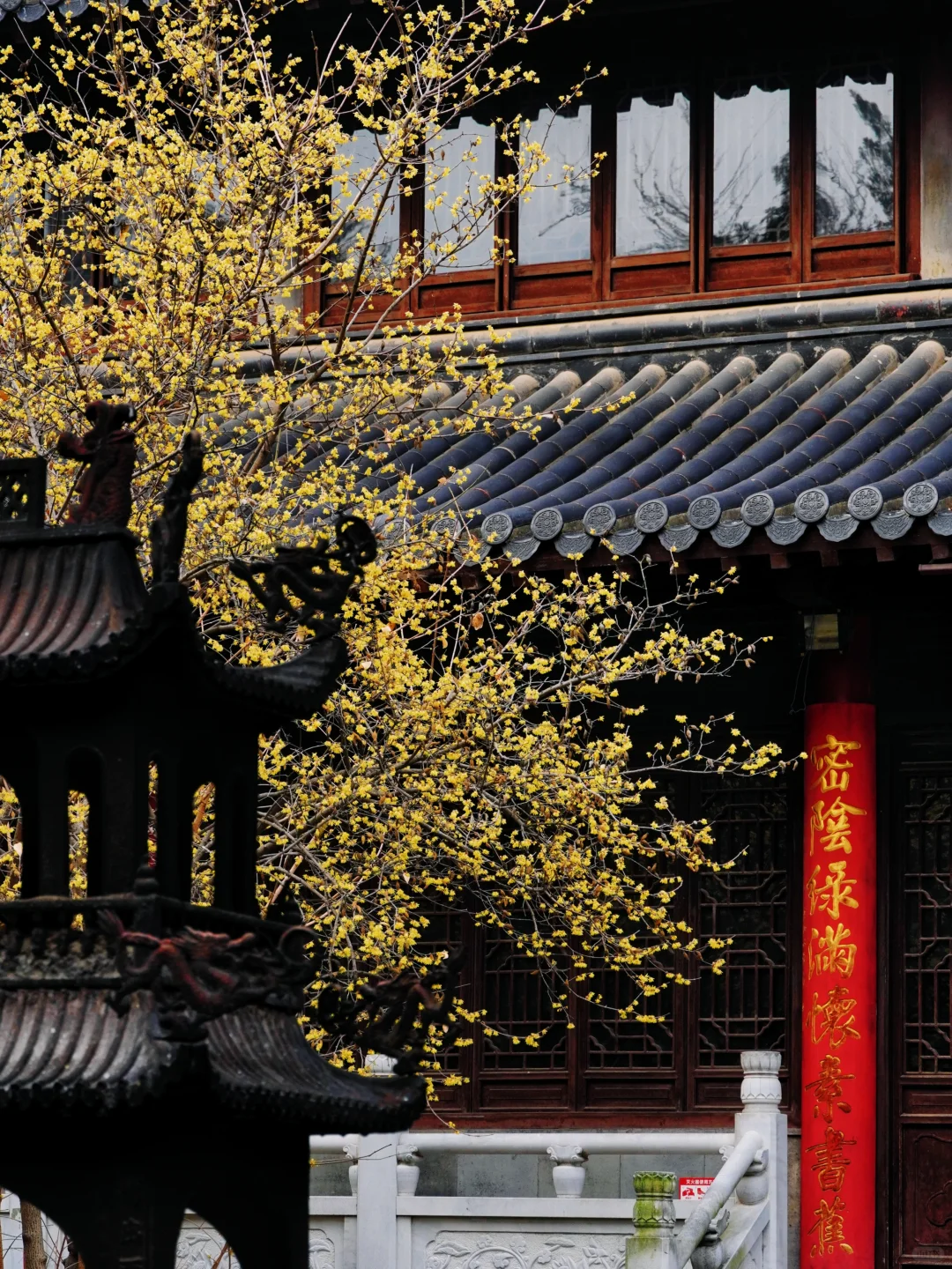 南京腊梅封神了!来南京必去的3个赏梅点!