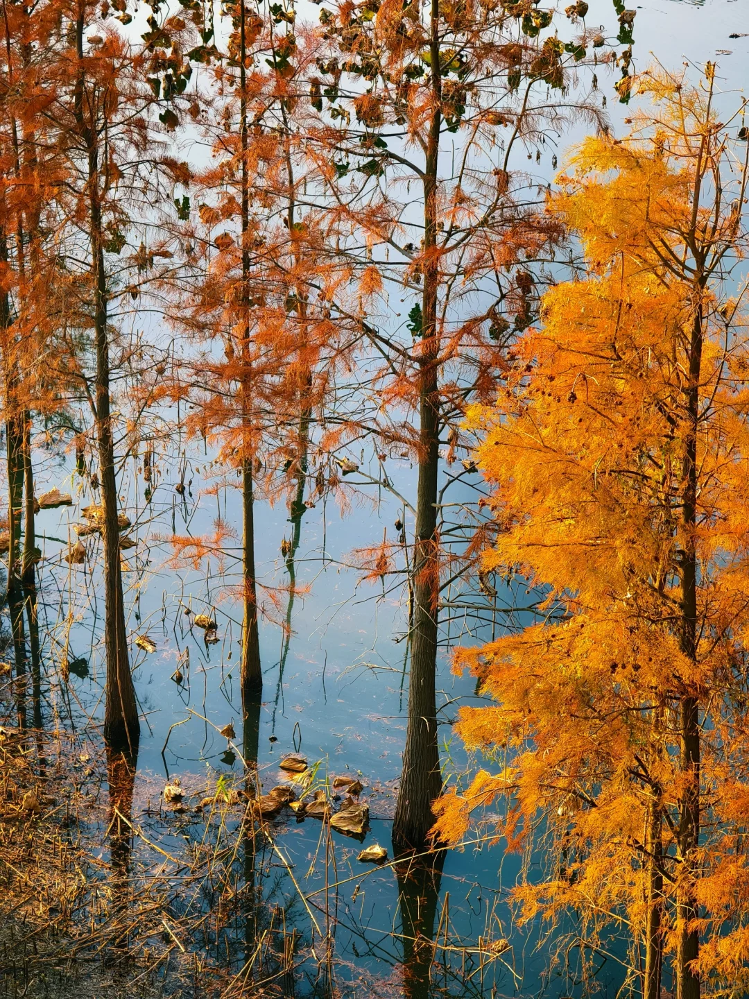 12.15实拍！苏州也有自己的阿勒泰（附位置