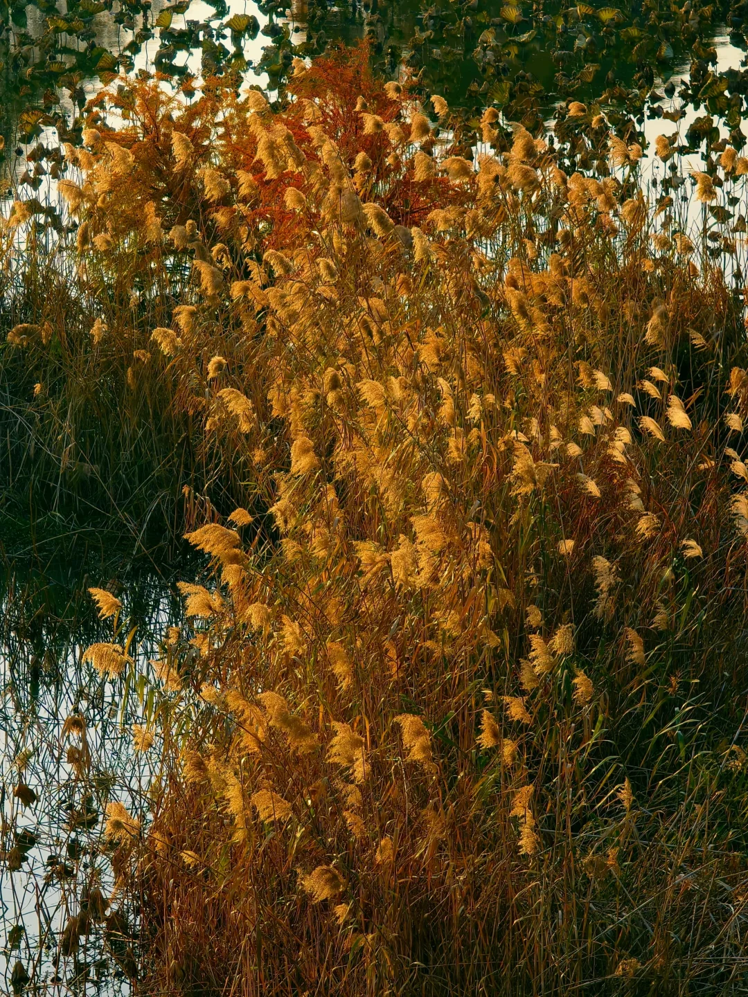 12.15实拍！苏州也有自己的阿勒泰（附位置