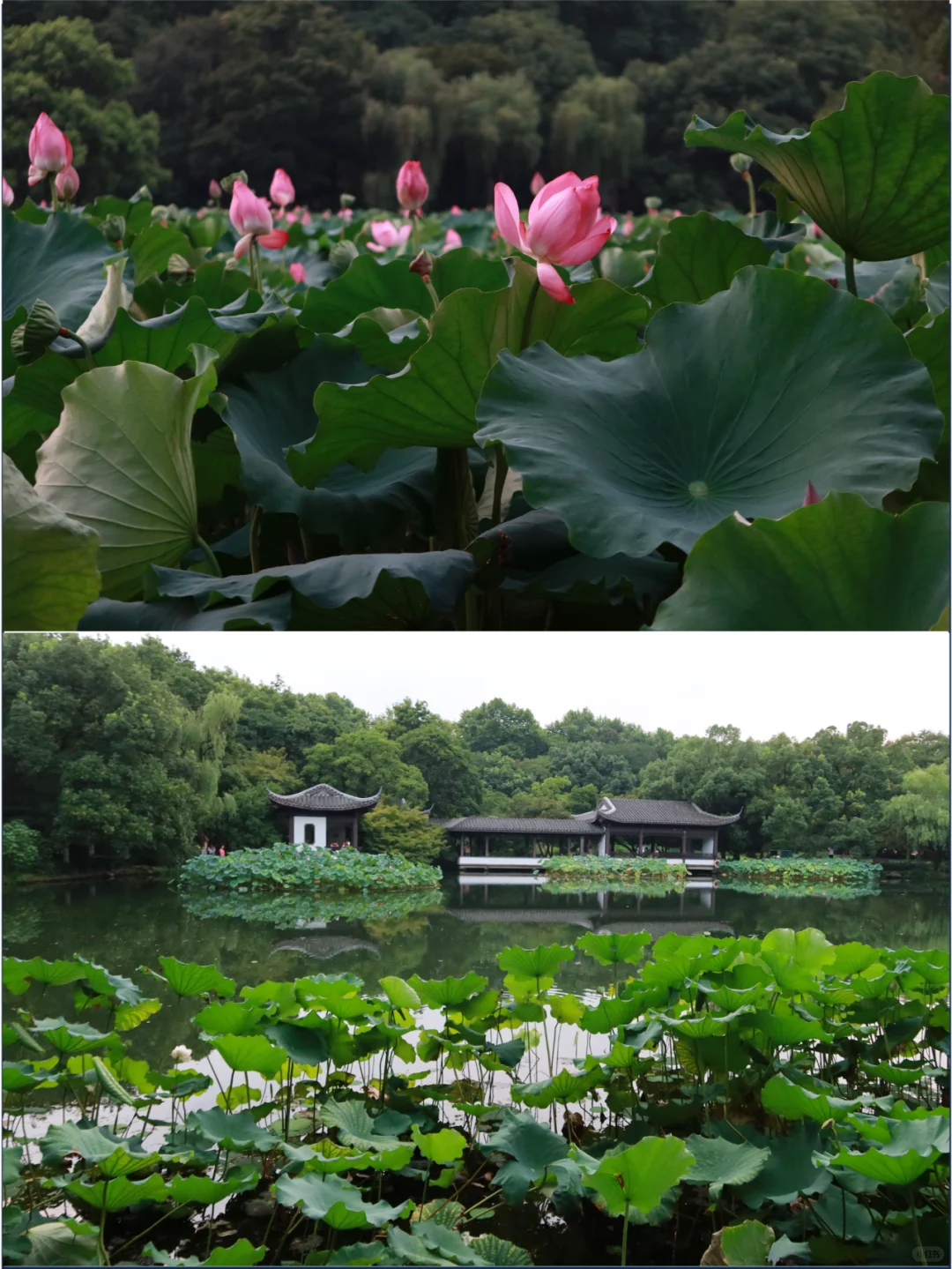 工作3年整理！杭州最全旅游攻略！1篇顶10篇