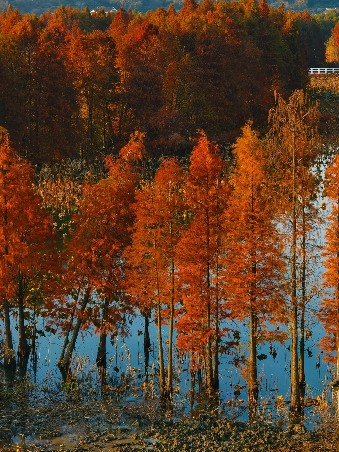 12.15实拍！苏州也有自己的阿勒泰（附位置