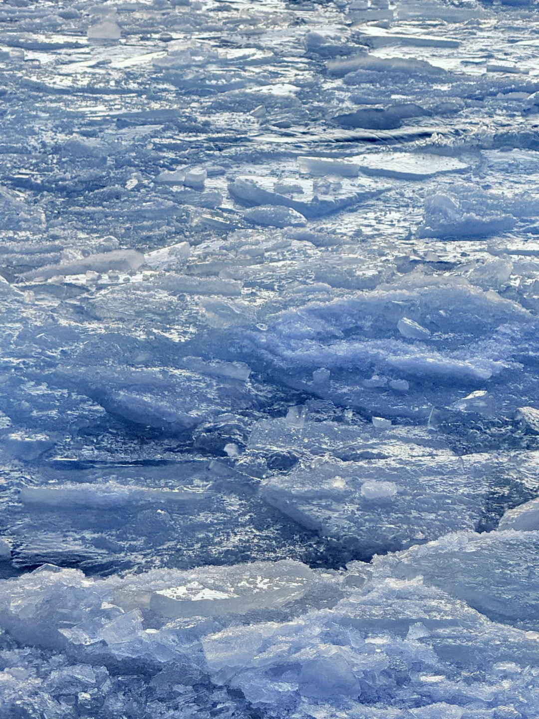 1.2今日赛里木湖实况，终于看到了雪地天鹅