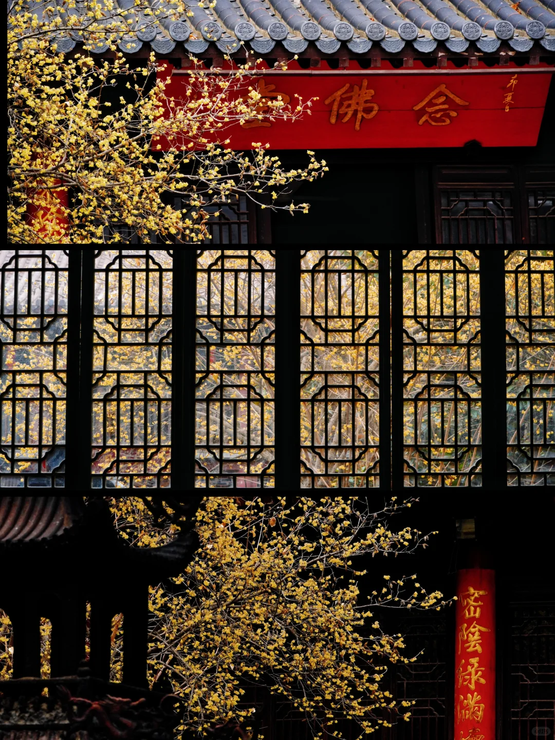 南京腊梅封神了!来南京必去的3个赏梅点!