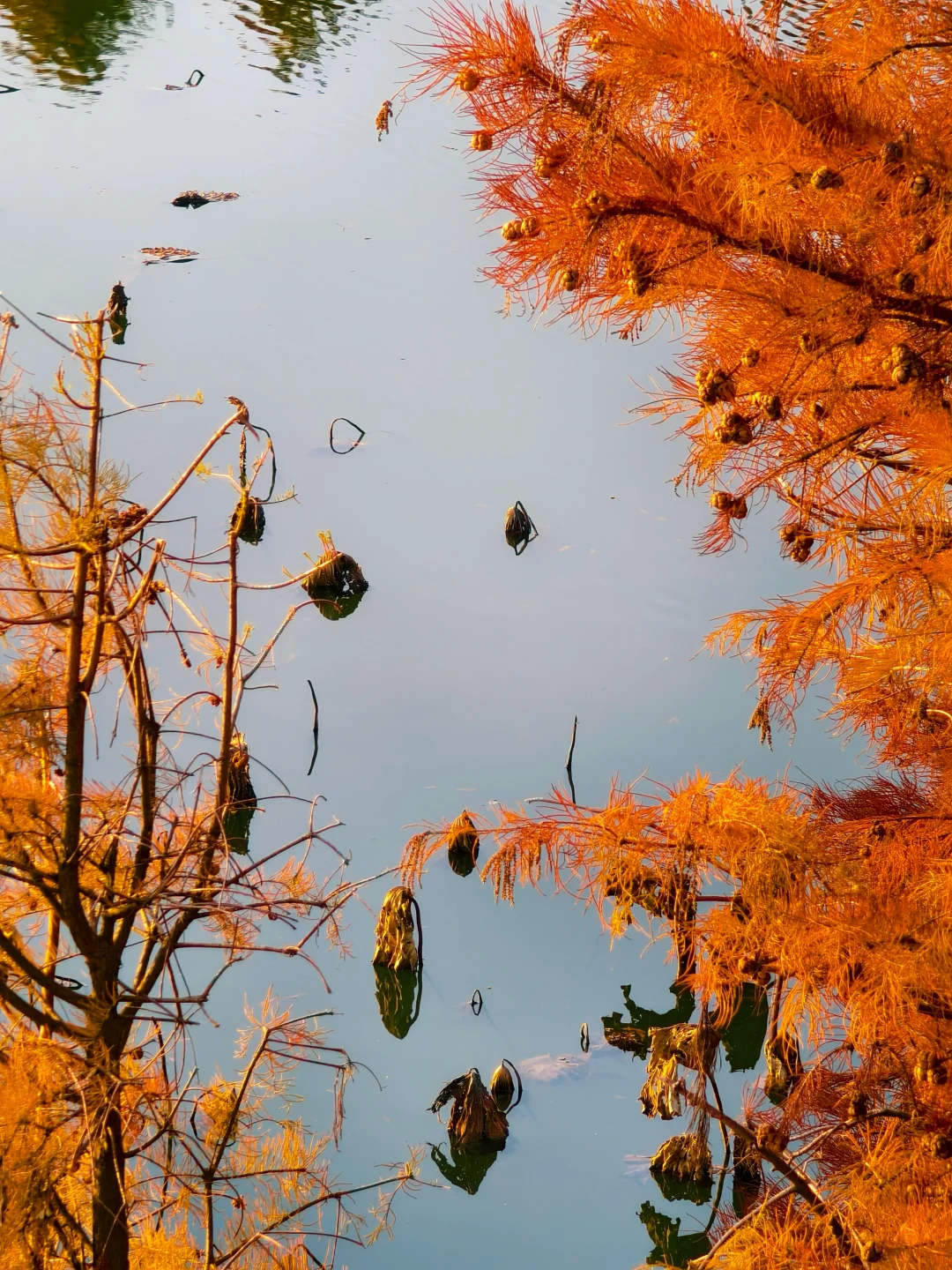 12.15实拍！苏州也有自己的阿勒泰（附位置