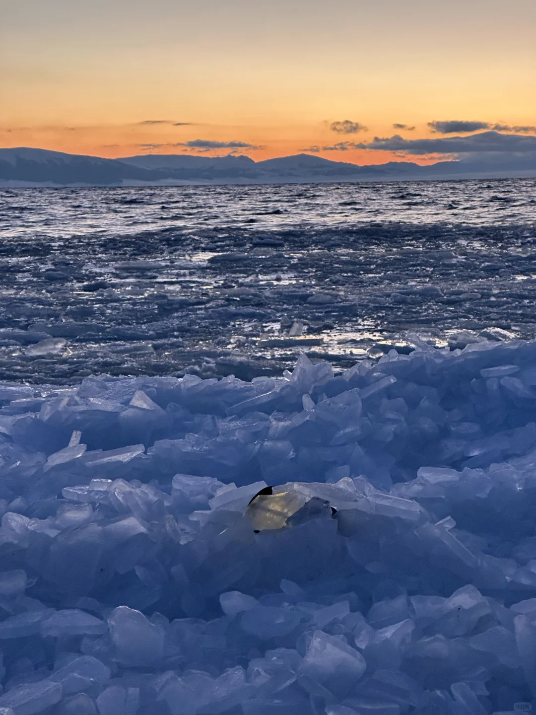 1.2今日赛里木湖实况，终于看到了雪地天鹅