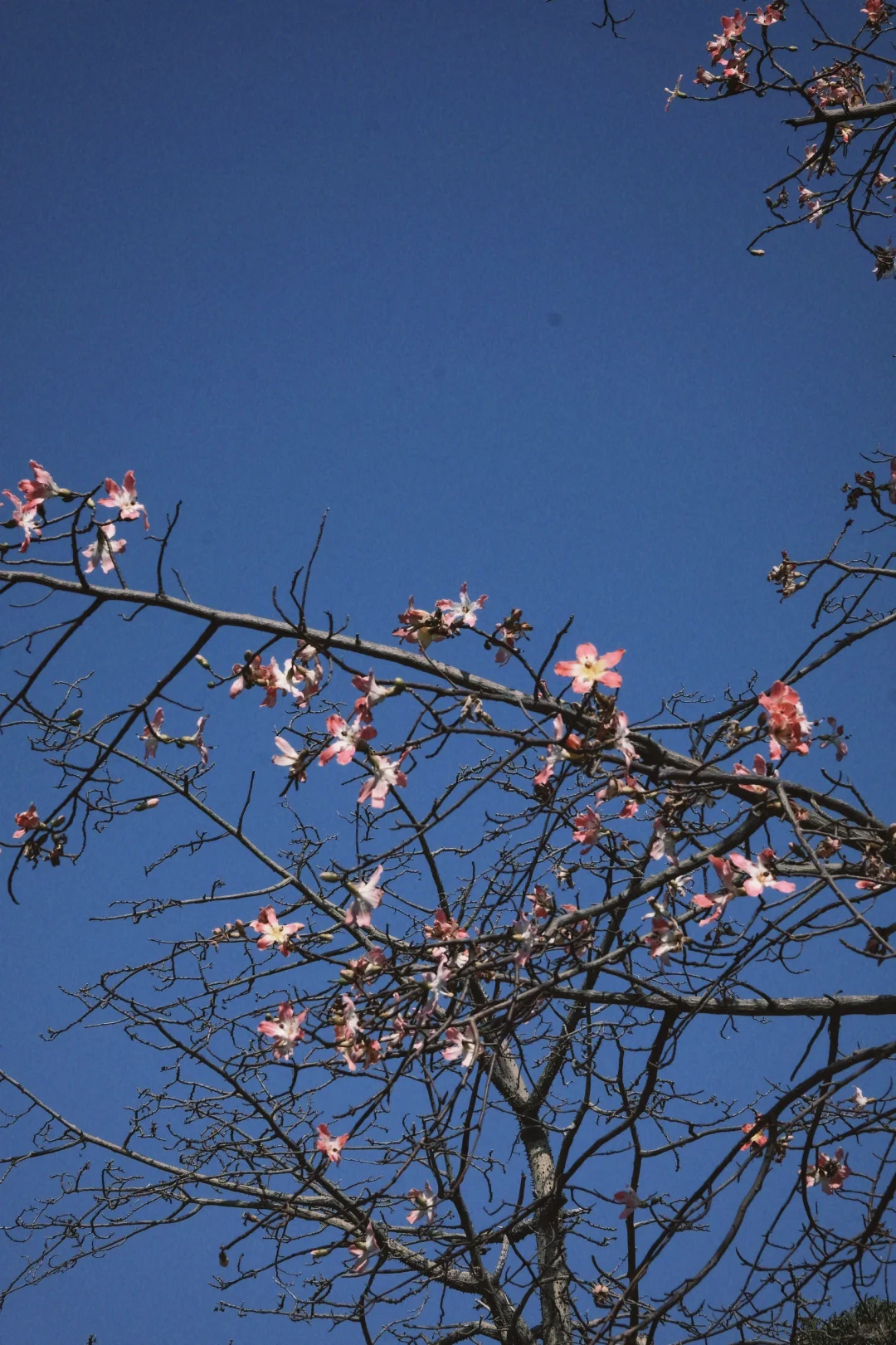 西湖公园｜不可以错过的景点