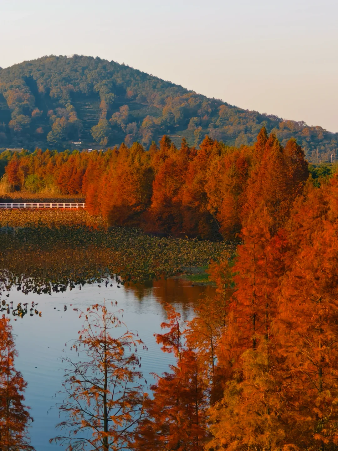 12.15实拍！苏州也有自己的阿勒泰（附位置