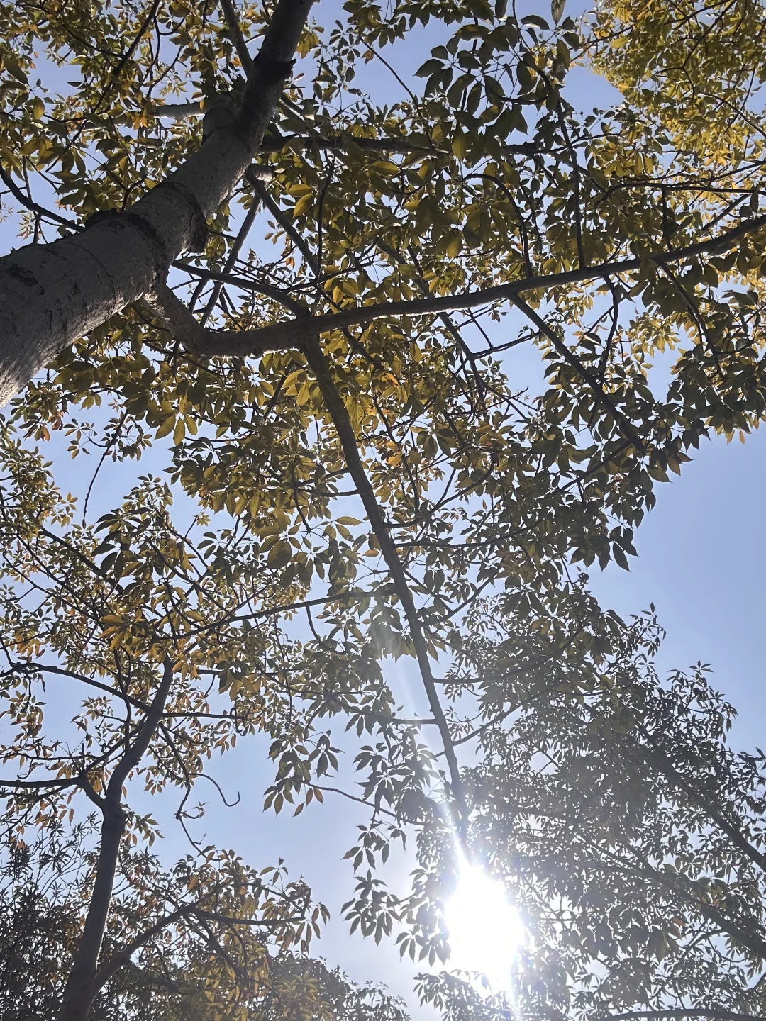 西湖公园｜不可以错过的景点