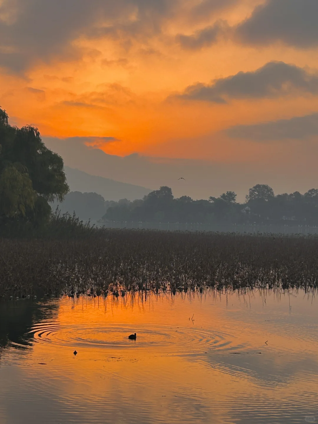 玄武湖＝“原谅世界湖”🌊 南京最大能量场！