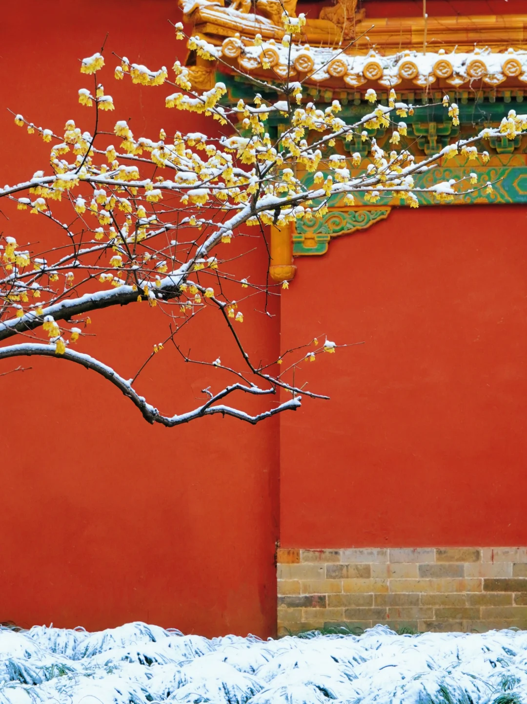 南京腊梅封神了!来南京必去的3个赏梅点!