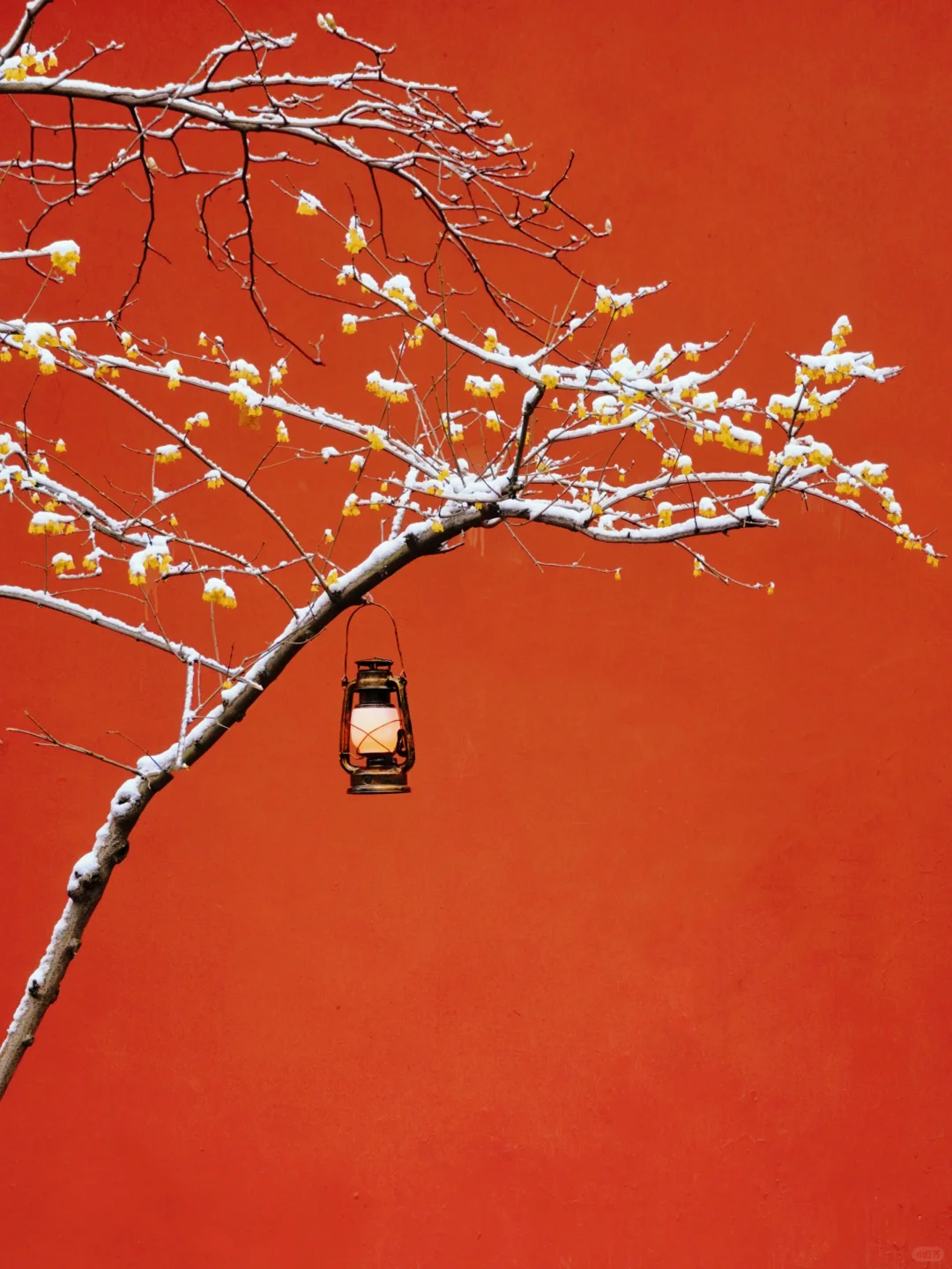 南京腊梅封神了!来南京必去的3个赏梅点!