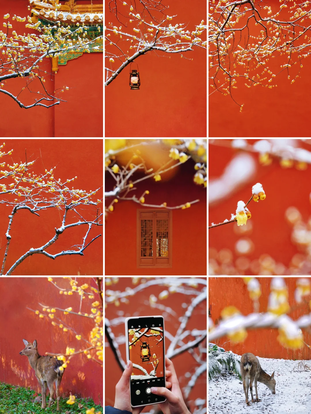 南京腊梅封神了!来南京必去的3个赏梅点!