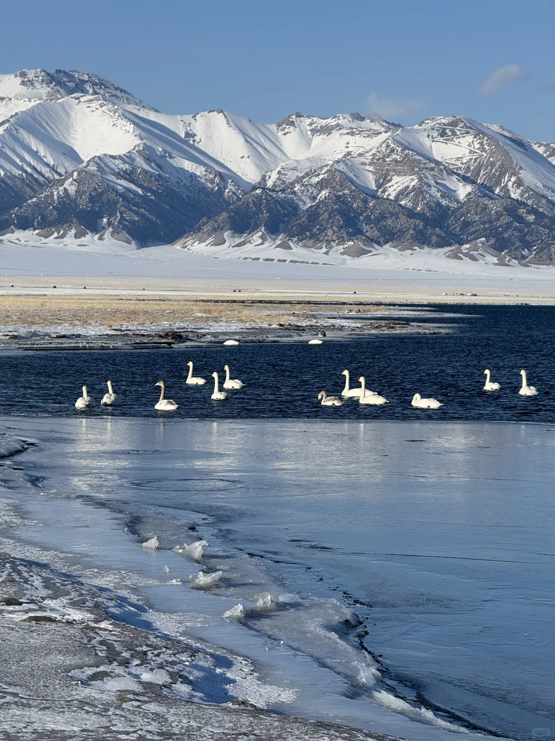 1.2今日赛里木湖实况，终于看到了雪地天鹅