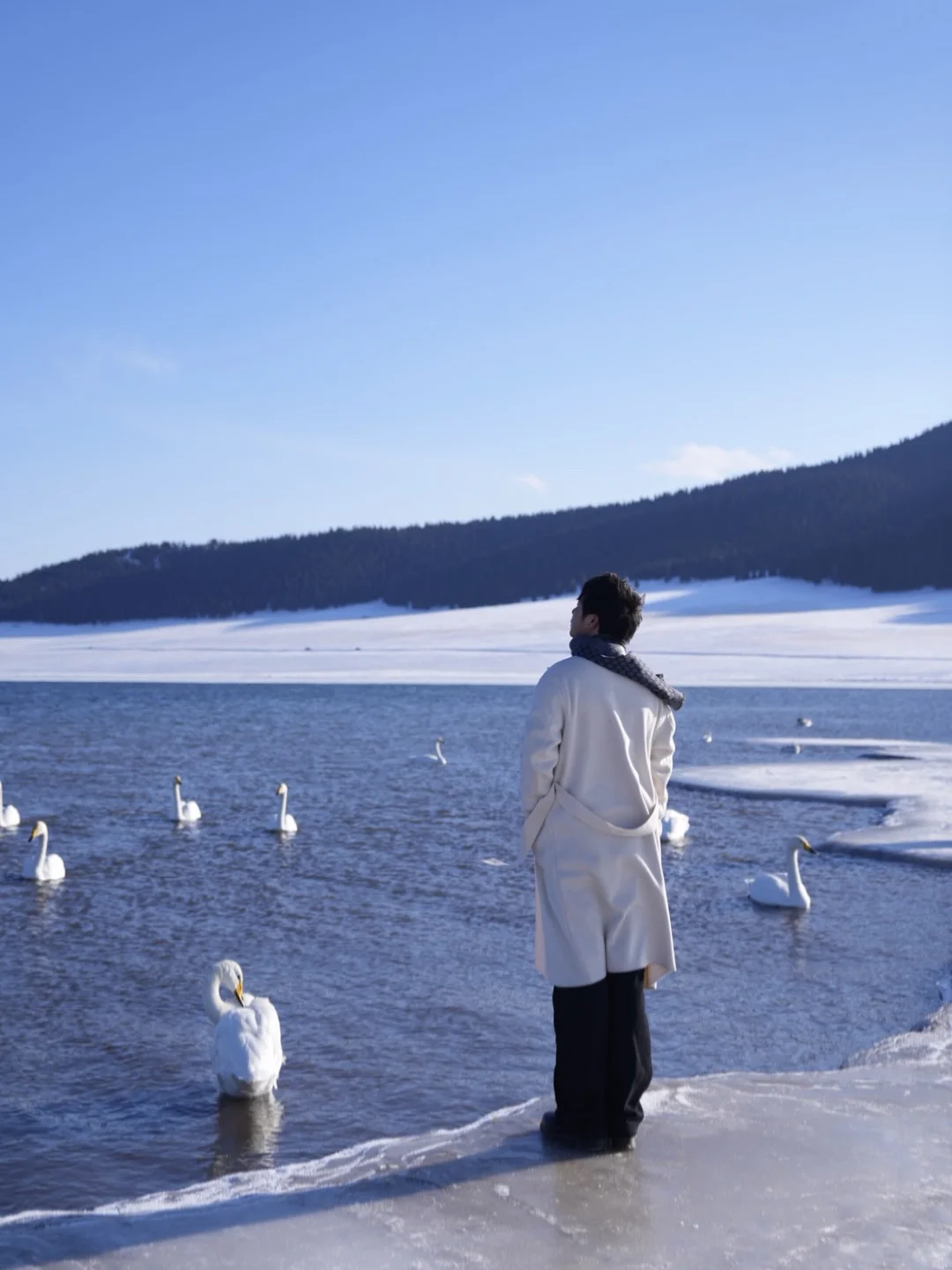 1.2今日赛里木湖实况，终于看到了雪地天鹅