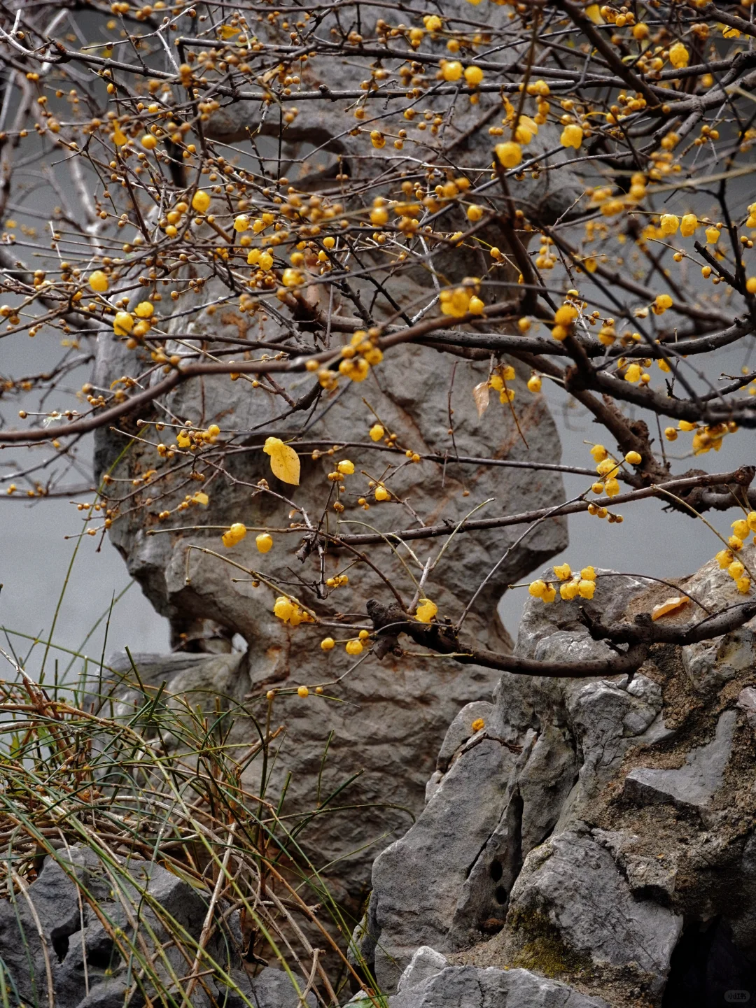 南京腊梅封神了!来南京必去的3个赏梅点!