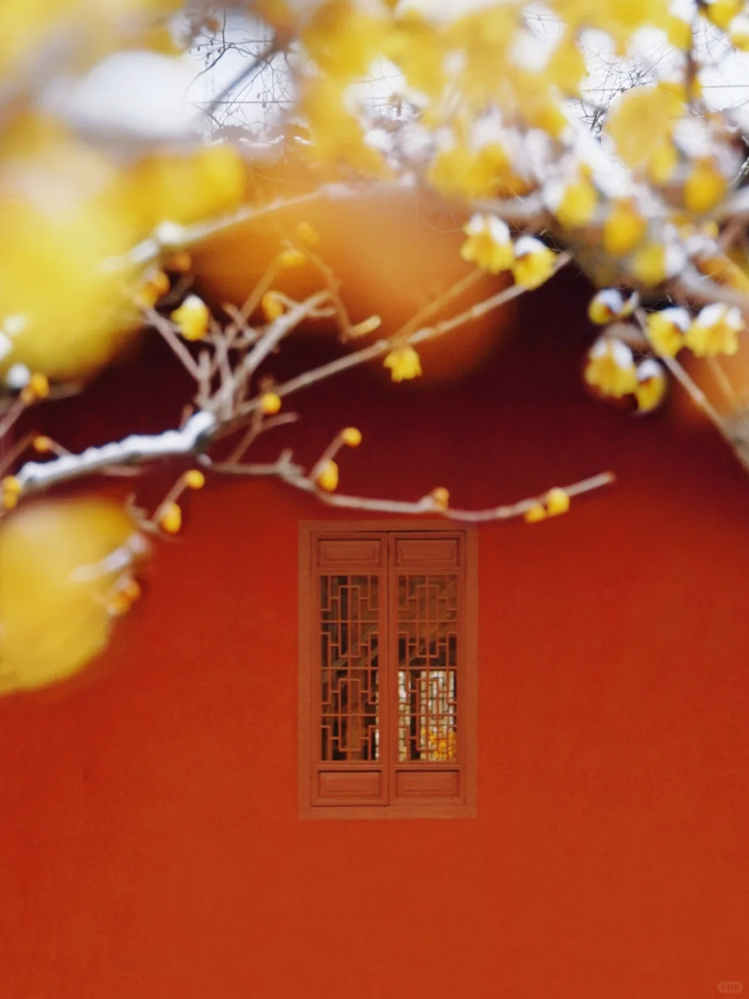 南京腊梅封神了!来南京必去的3个赏梅点!