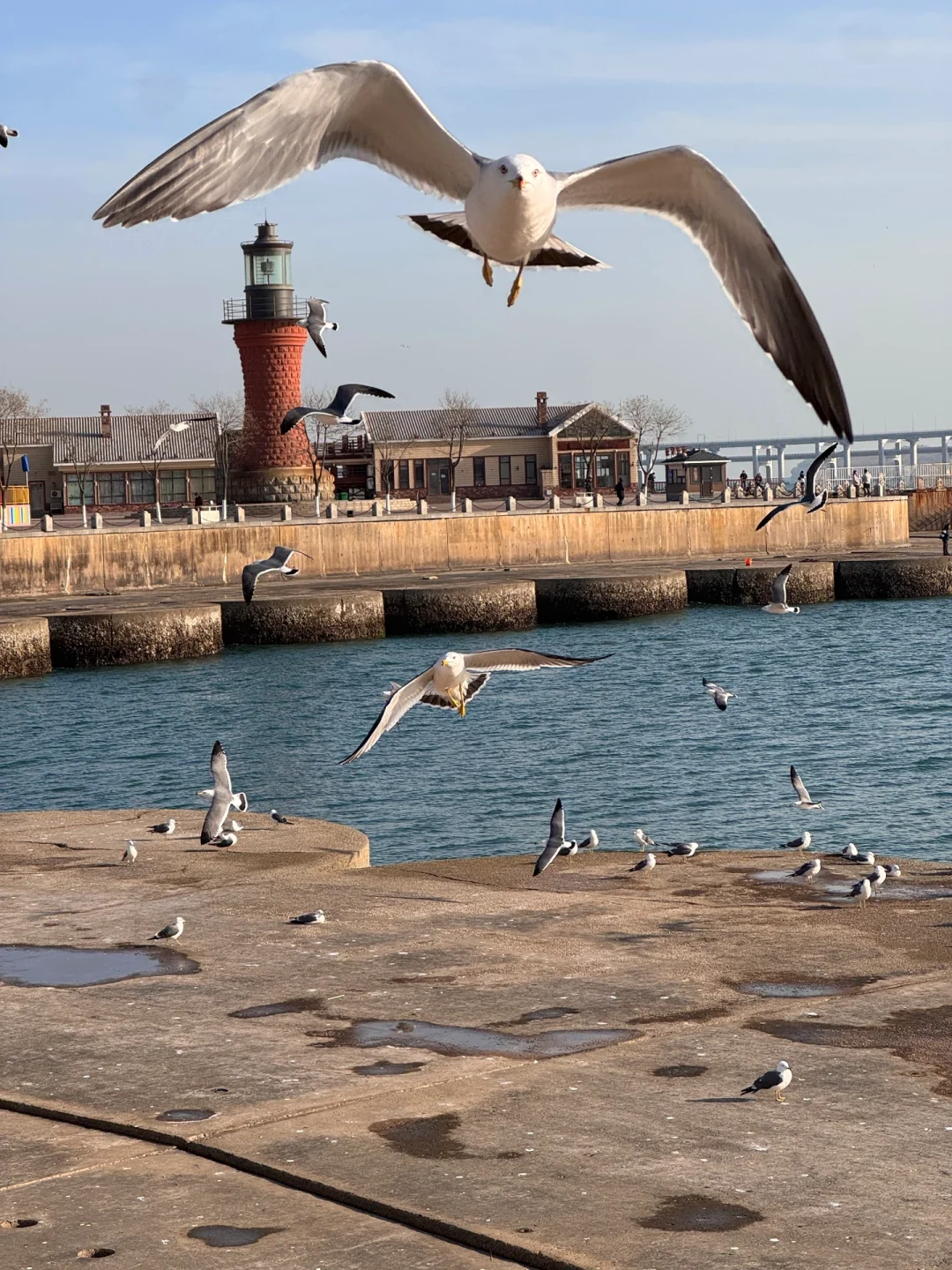 淡季的大连真的是人间理想（18图Live）