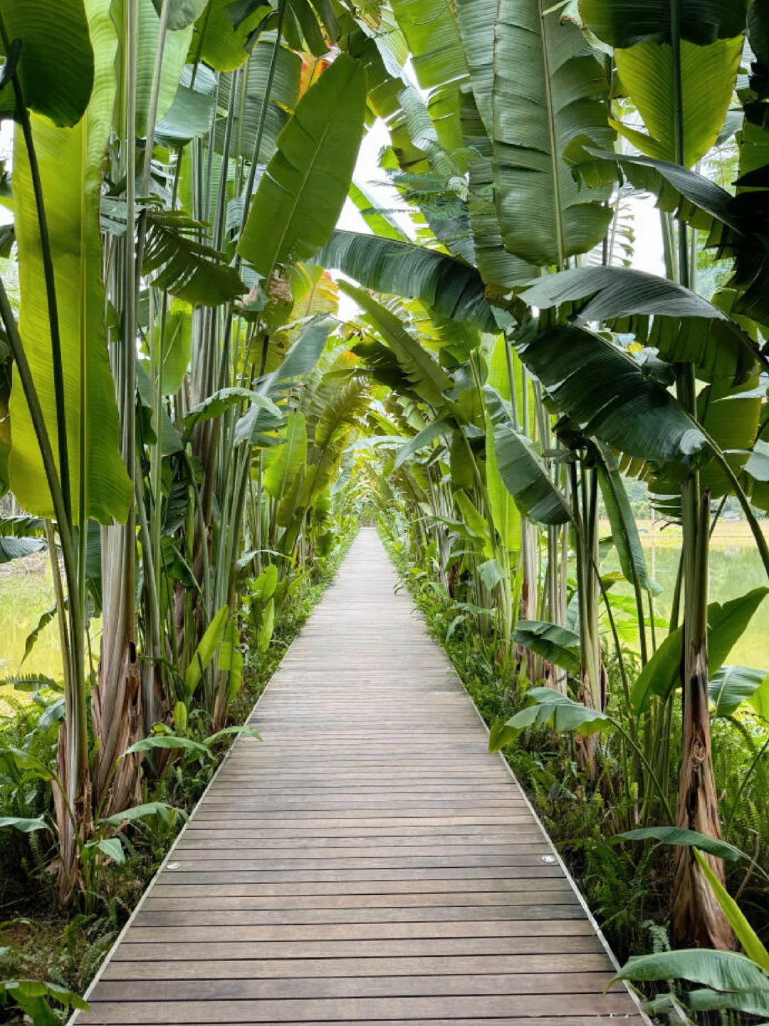 春节放弃三亚了,✈便宜一半的崇左我先冲了